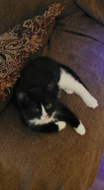 Enlarge Tidbit, an adopted Domestic Short Hair in Warren, OH image 1/3