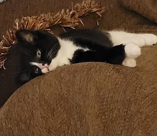 Enlarge Tidbit, an adopted Domestic Short Hair in Warren, OH image 2/3