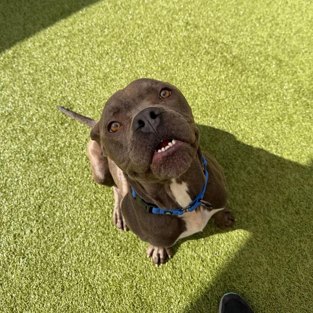 Mater, Adoptable, Young Male Mixed Breed.