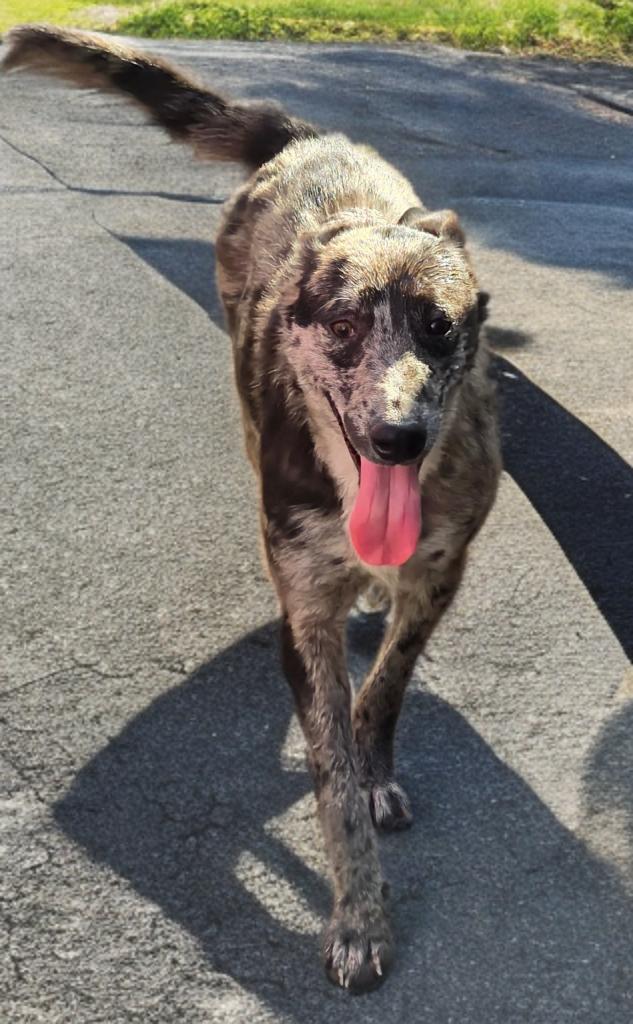 Janiese — thumbnail 2