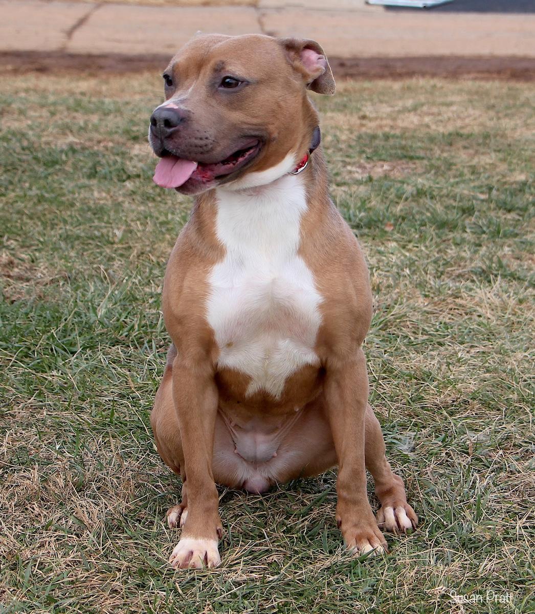 Enlarge Ruby, a ADOPTABLE mixed breed in Bedford, VA image 3/3