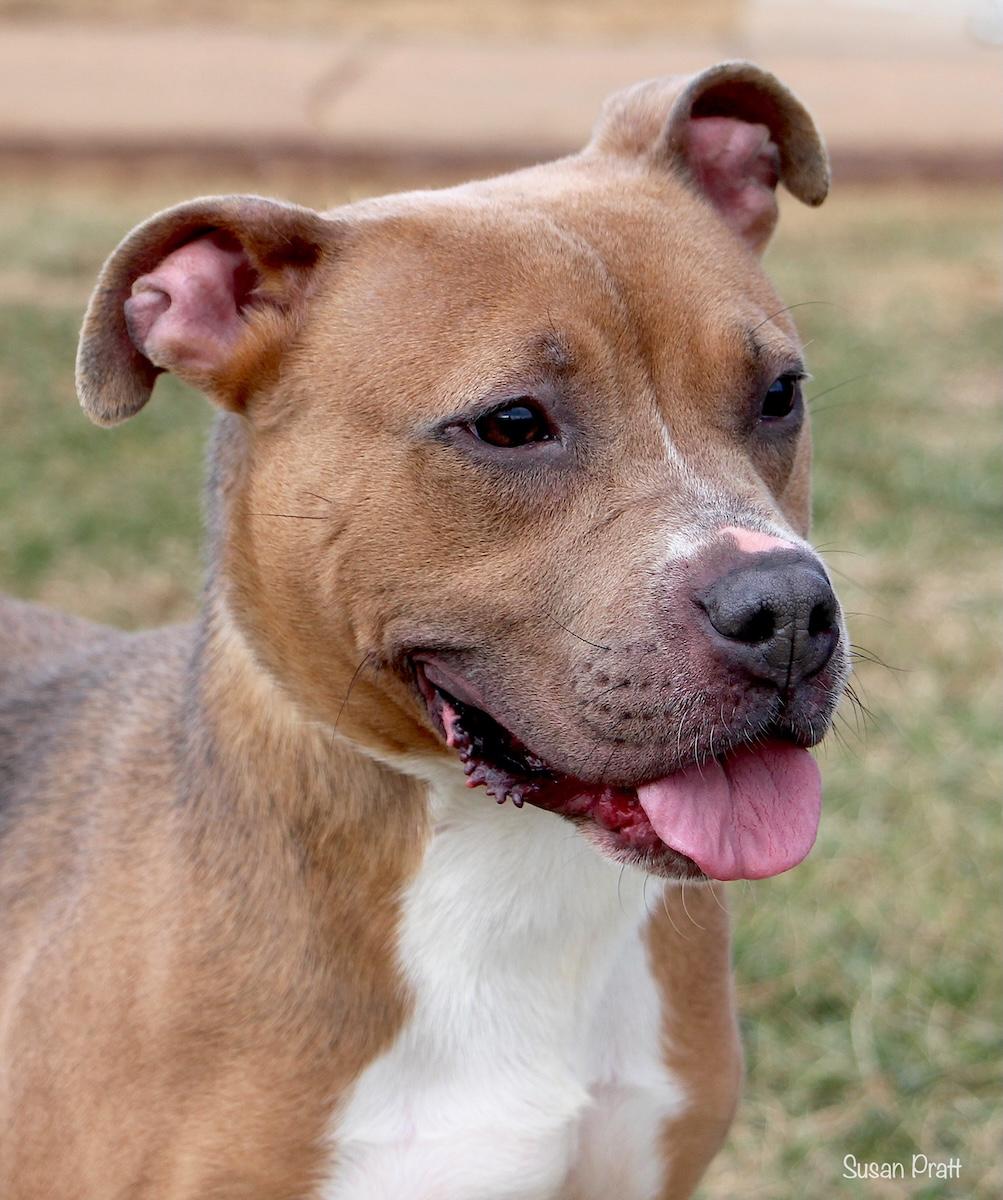 Enlarge Ruby, a ADOPTABLE mixed breed in Bedford, VA image 1/3