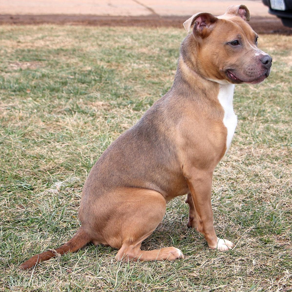 Enlarge Ruby, a ADOPTABLE mixed breed in Bedford, VA image 2/3