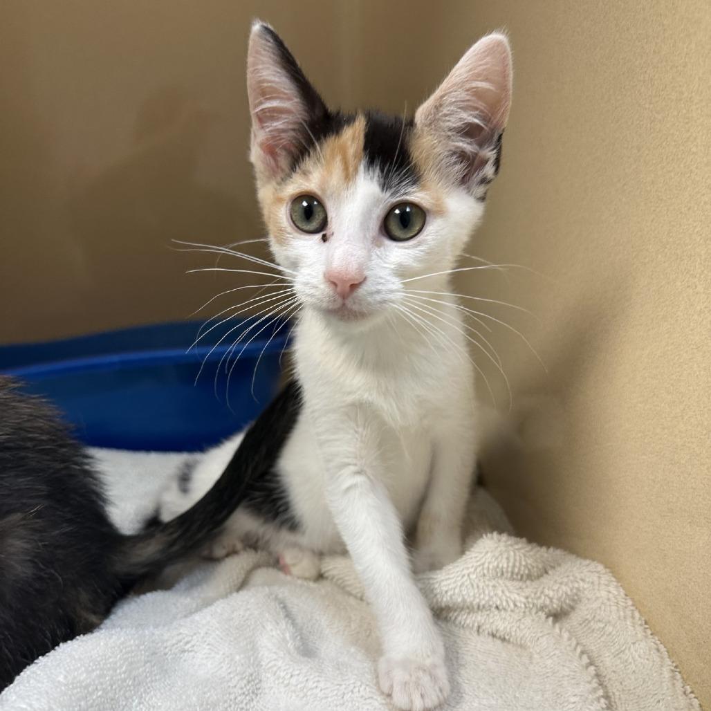 Dori, Adoptable, Young Female Domestic Short Hair.