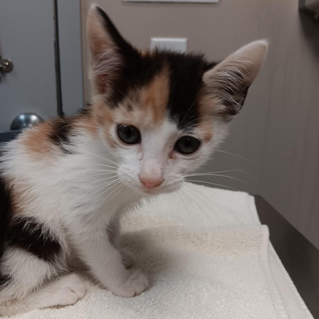 Enlarge Dori, a Adoptable Domestic Short Hair in Blue Ridge, GA image 2/2