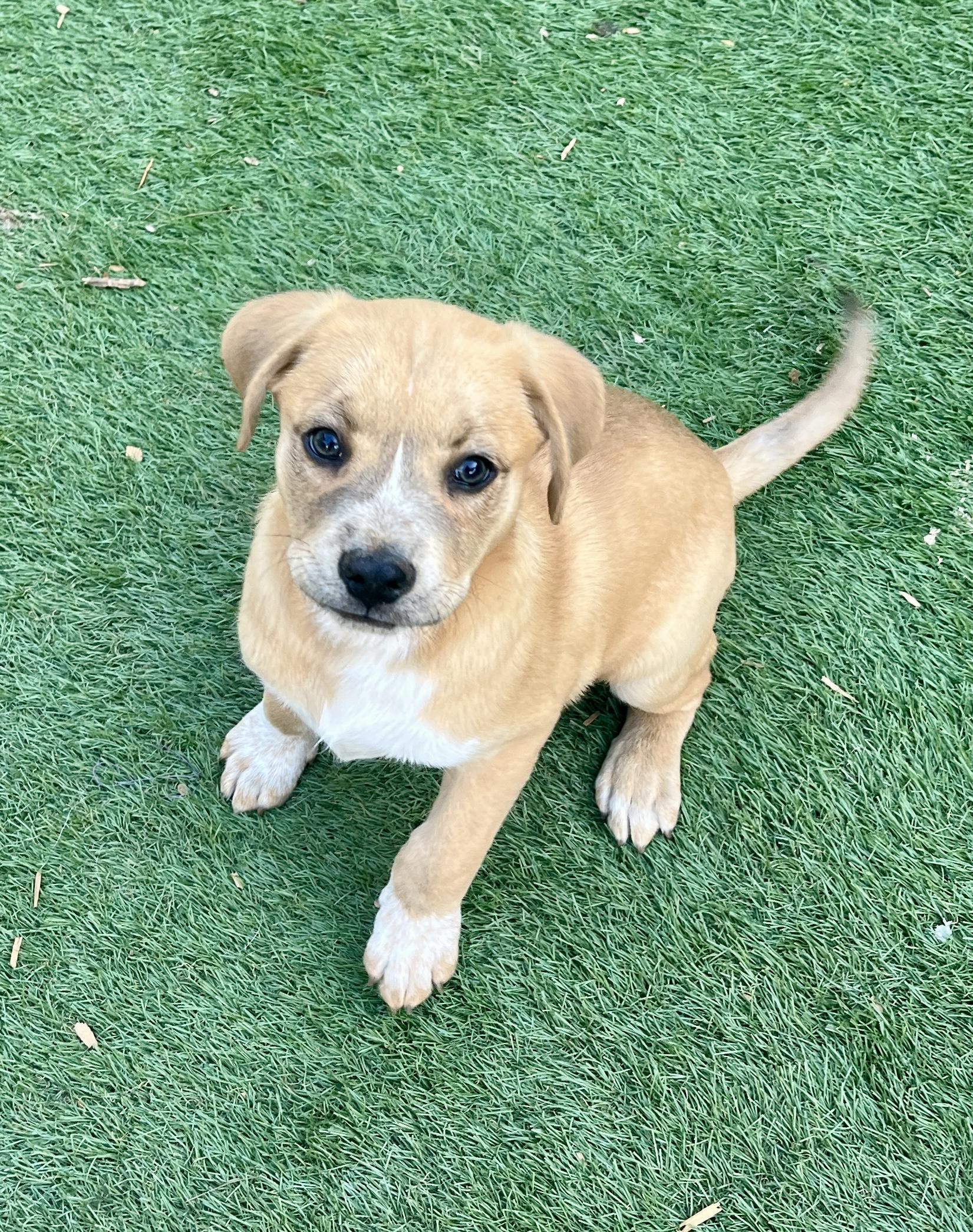 Asher , an adopted mixed breed in El Cajon, CA image 5/6