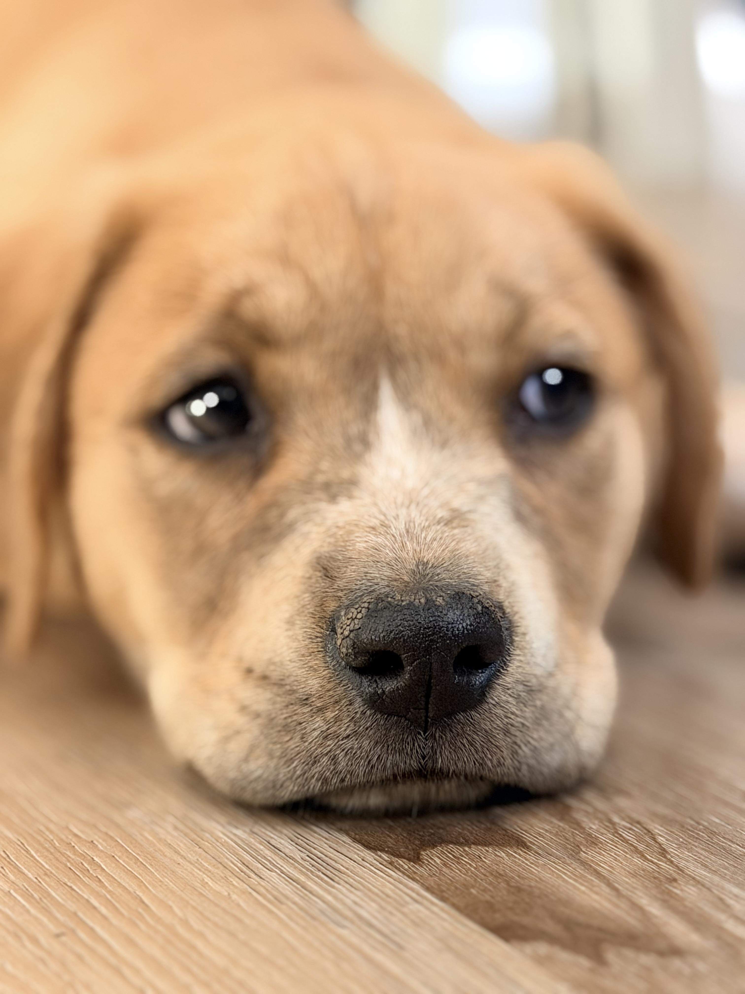 Asher , an adopted mixed breed in El Cajon, CA image 3/6
