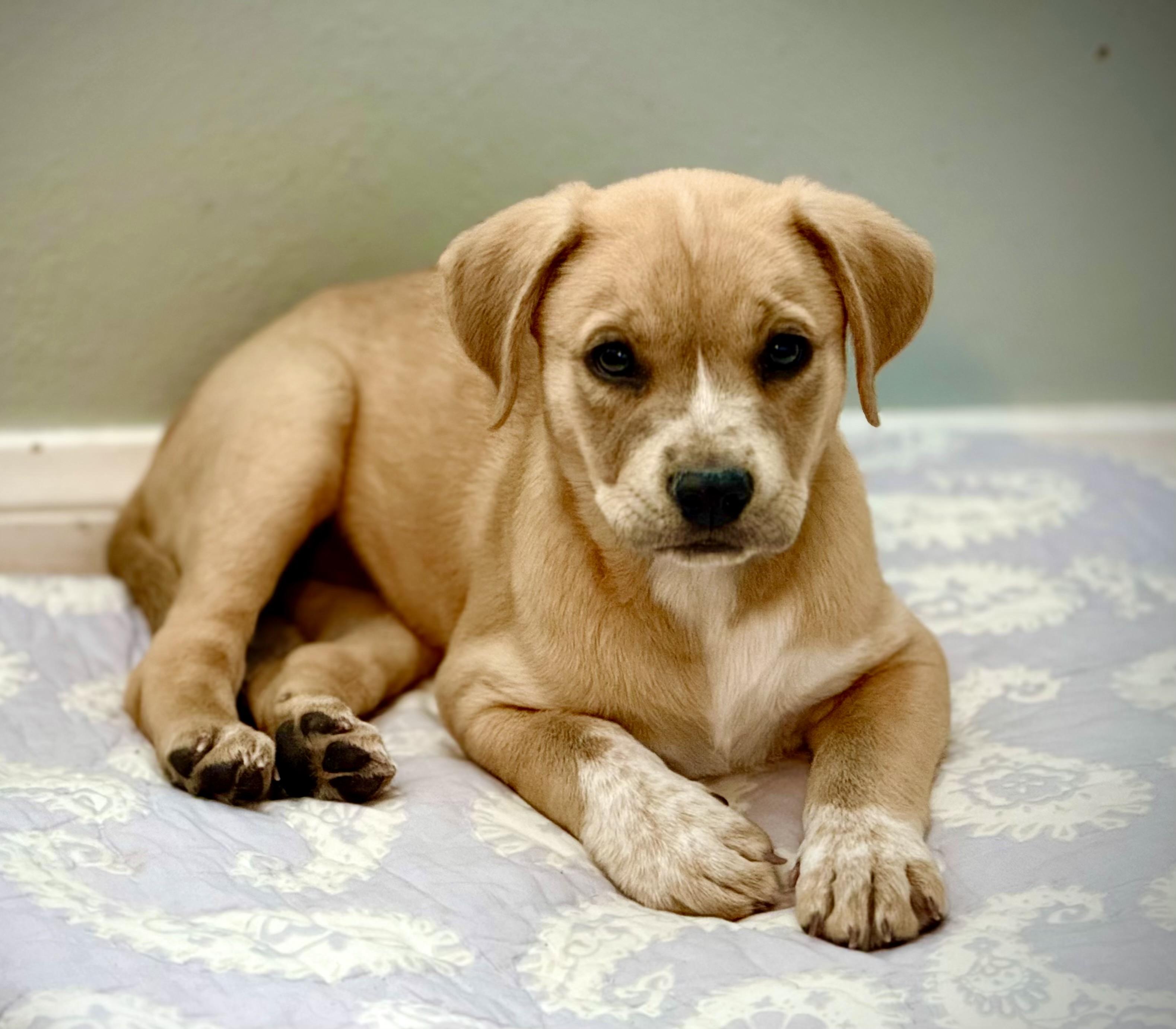Asher , adopted, Puppy Male Labrador Retriever.