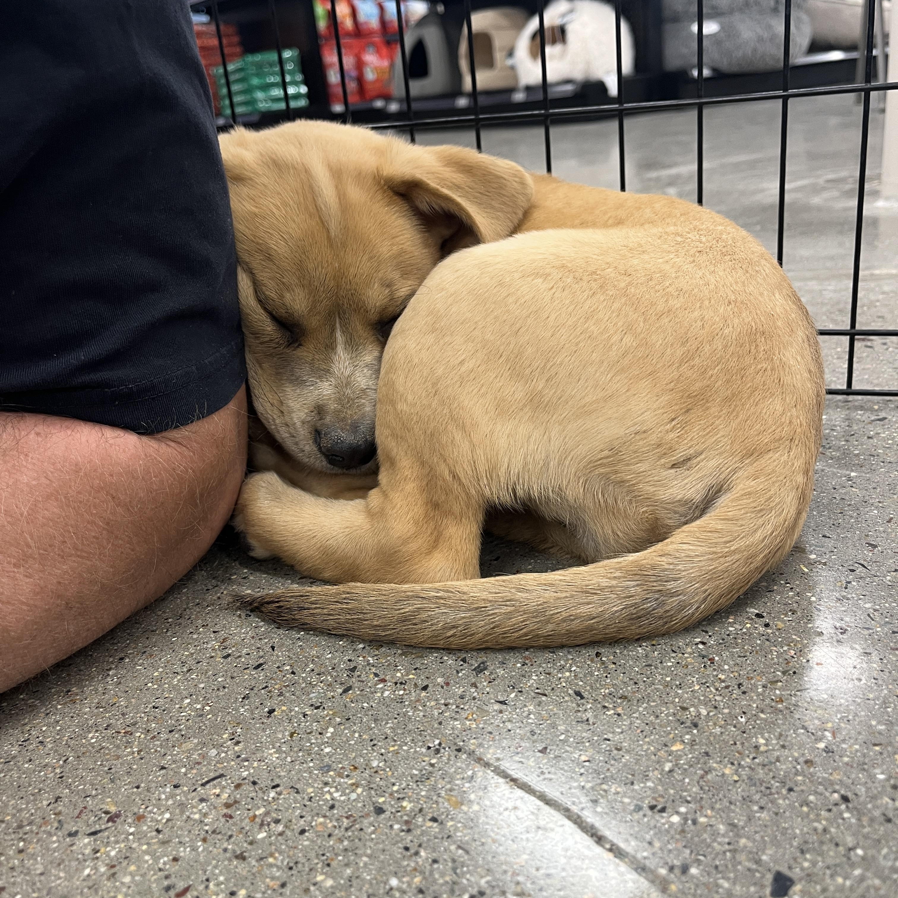 Asher , an adopted mixed breed in El Cajon, CA image 4/6