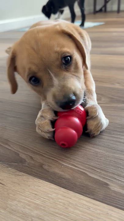 Enlarge Asher , an adopted mixed breed in El Cajon, CA video 6/6