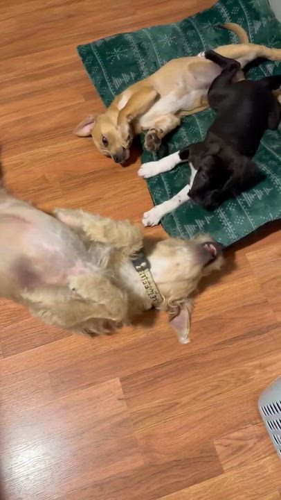 Enlarge Asher , an adopted mixed breed in El Cajon, CA video 2/6