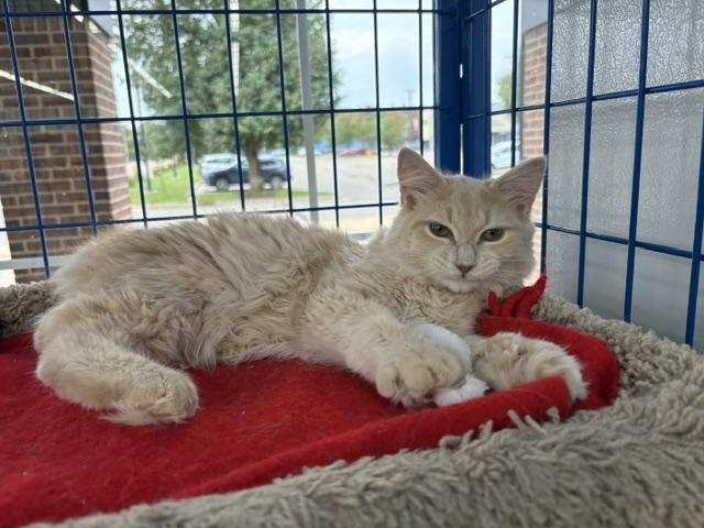 Julius - CHOW HOUND - ADOPTION PENDING, adopted, Kitten Male Domestic Long Hair.