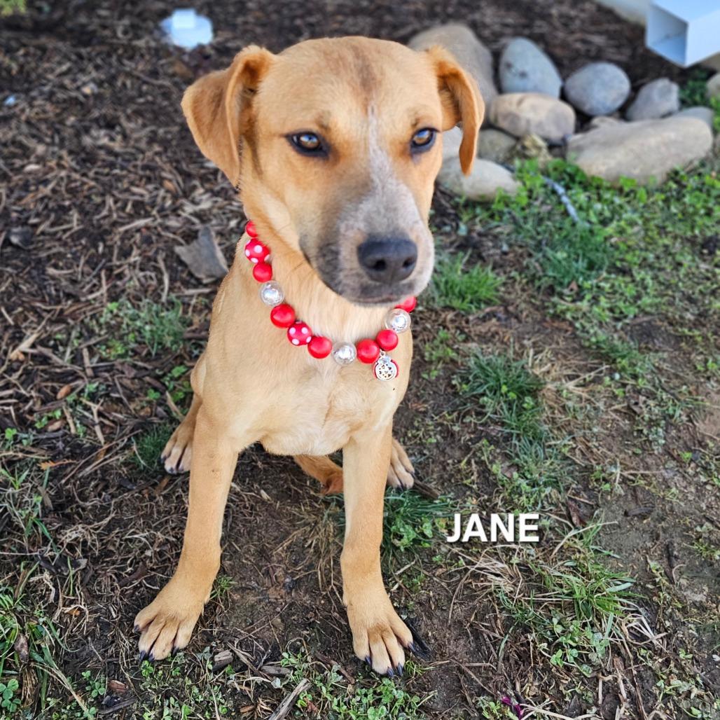 Enlarge Jane, a Adoptable mixed breed in Madisonville, TN image 1/4