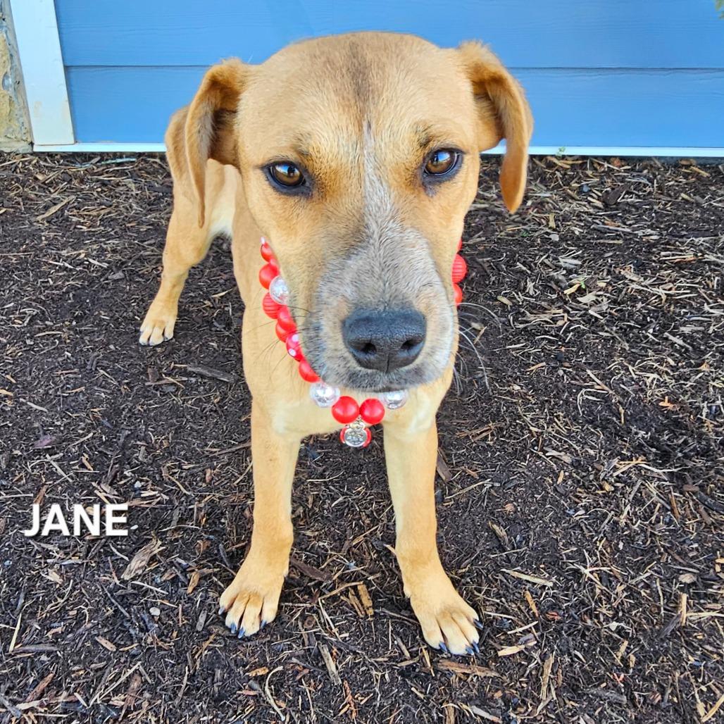 Enlarge Jane, a Adoptable mixed breed in Madisonville, TN image 2/4