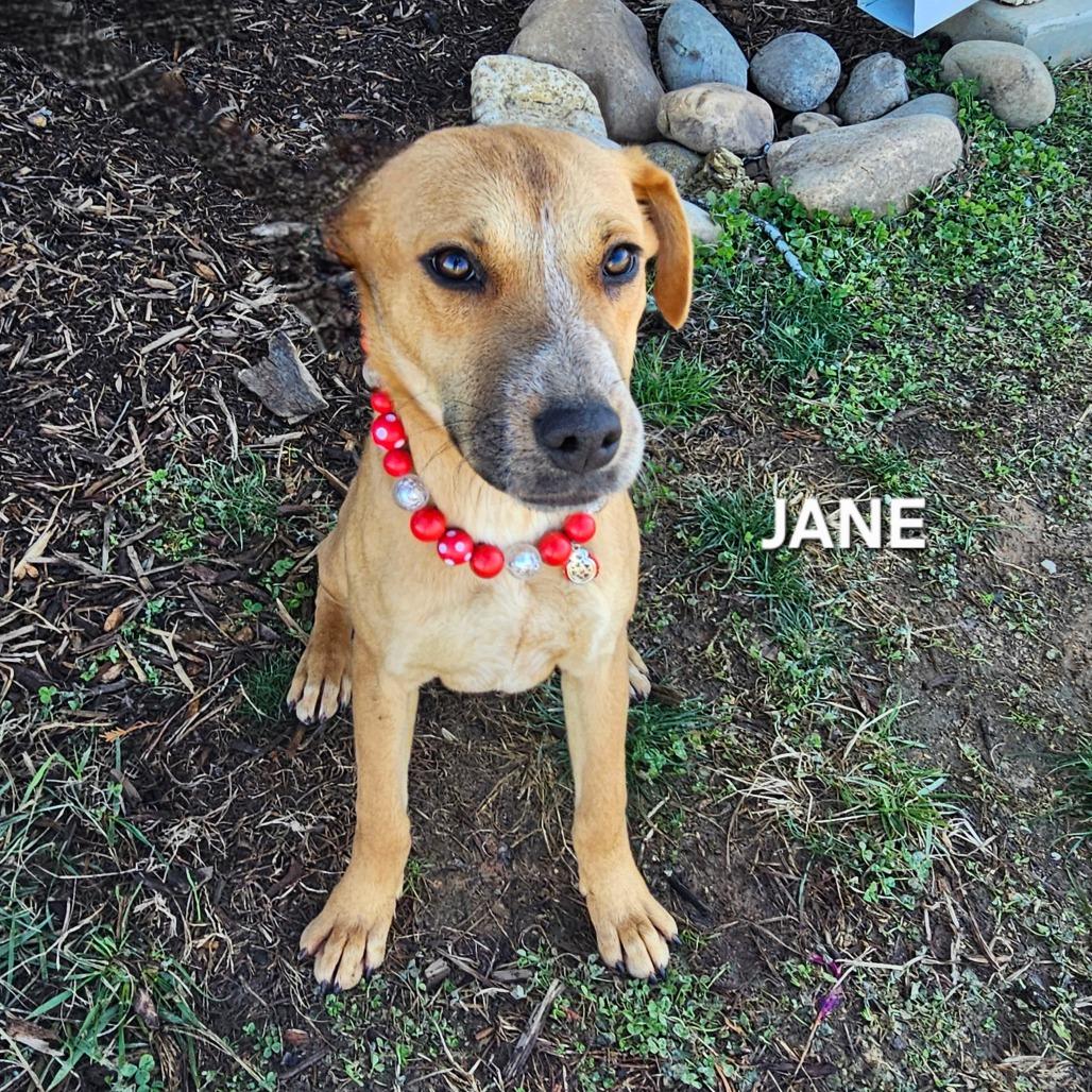 Enlarge Jane, a Adoptable mixed breed in Madisonville, TN image 4/4