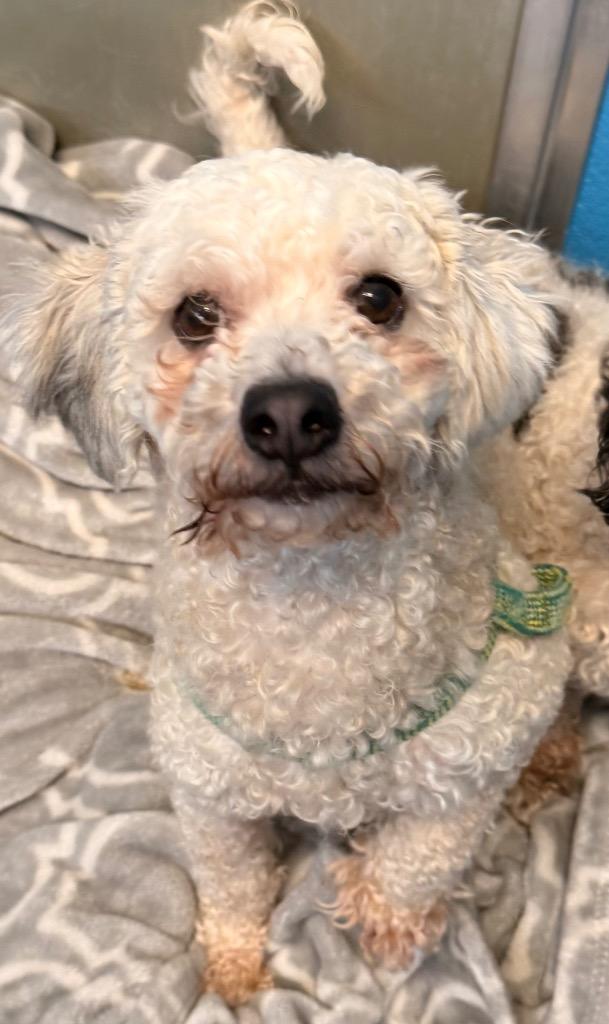 Enlarge Tater, a Adoptable mixed breed in Defiance, OH image 1/3