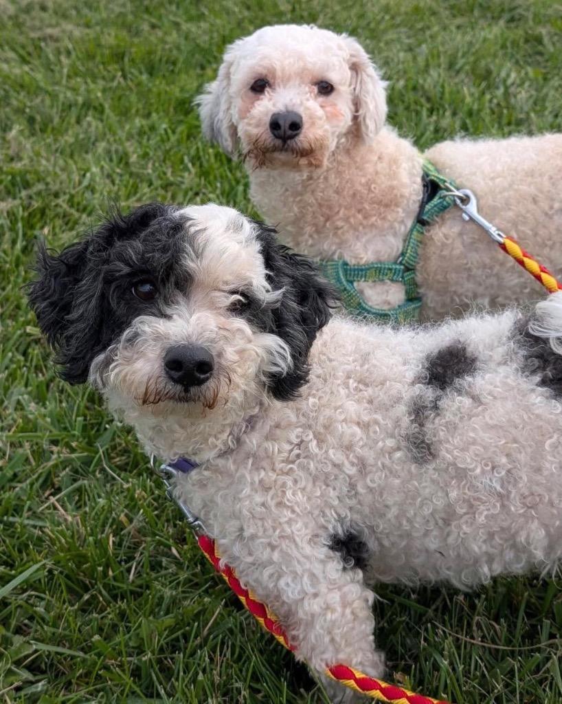Enlarge Tater, a Adoptable mixed breed in Defiance, OH image 2/3