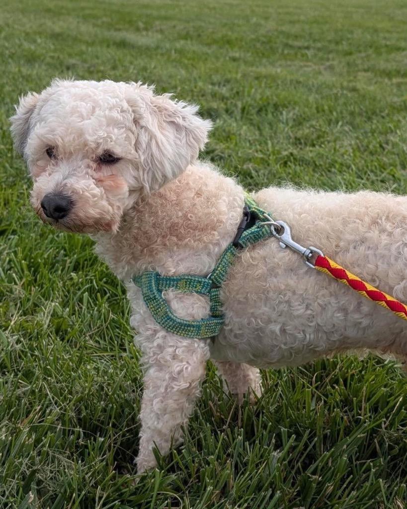 Enlarge Tater, a Adoptable mixed breed in Defiance, OH image 3/3