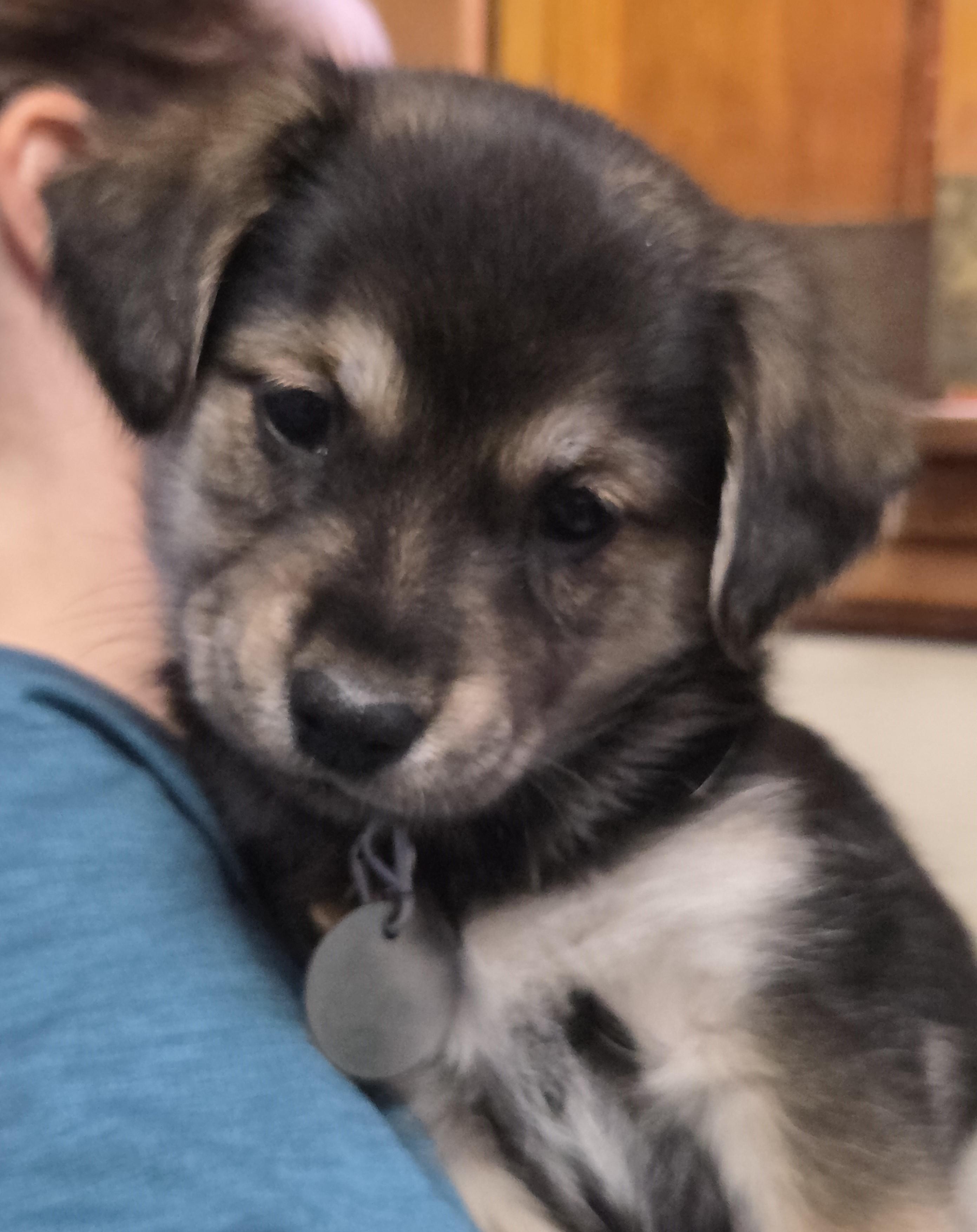 Enlarge Agatha, a ADOPTABLE mixed breed in Saint Paul, MN image 3/4