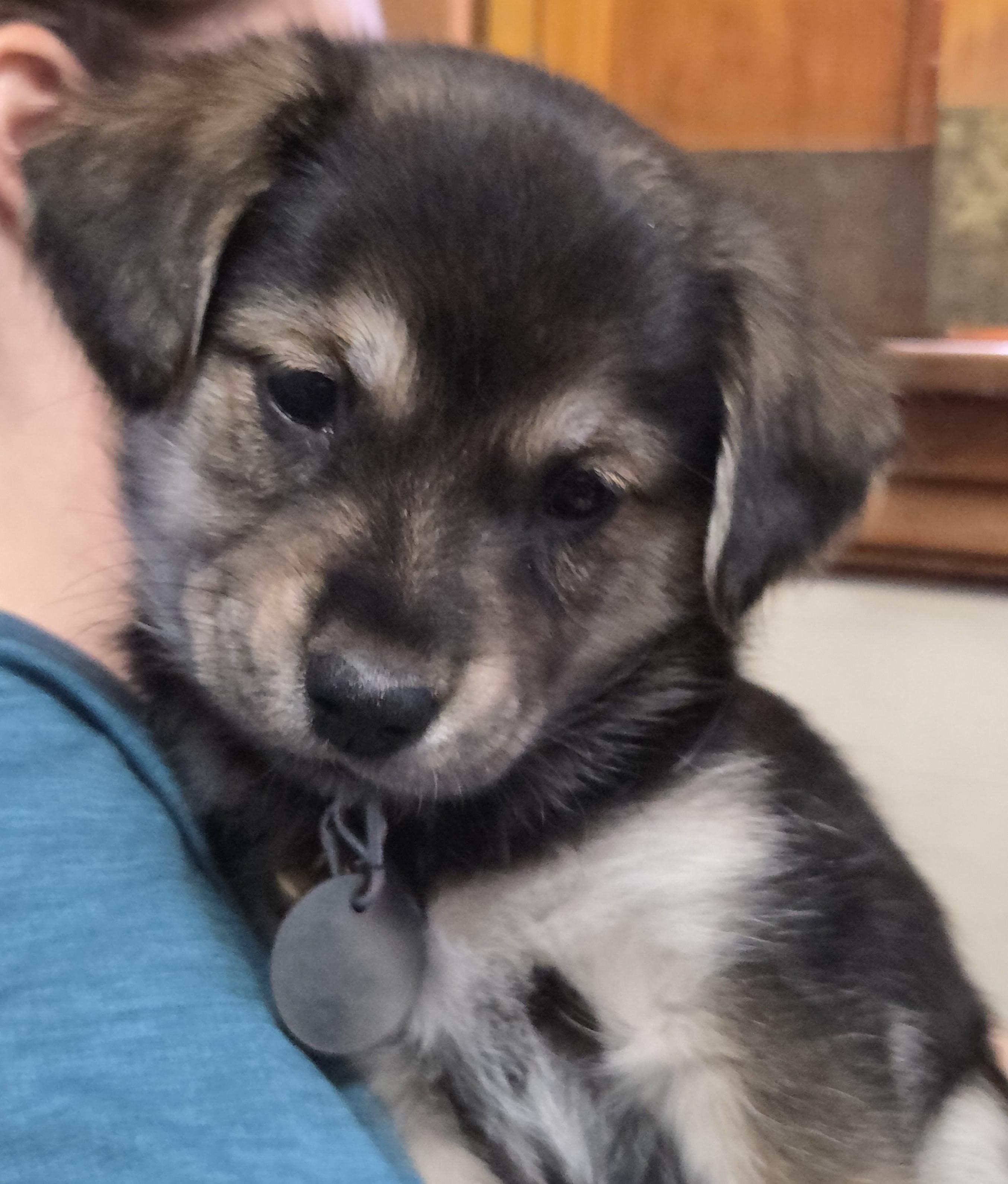 Enlarge Agatha, a ADOPTABLE mixed breed in Saint Paul, MN image 1/4