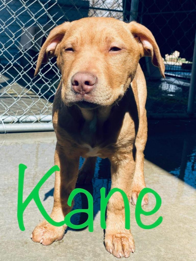 Enlarge Kane, a Adoptable mixed breed in Big Spring, TX image 1/6