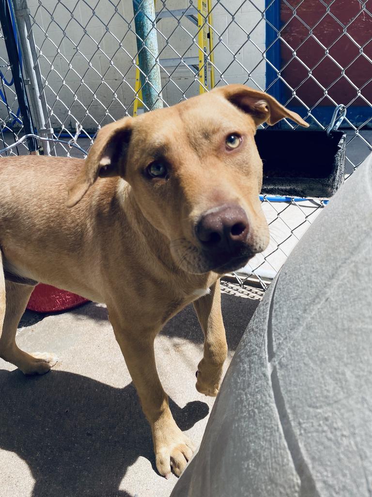 Enlarge Kane, a Adoptable mixed breed in Big Spring, TX image 2/6