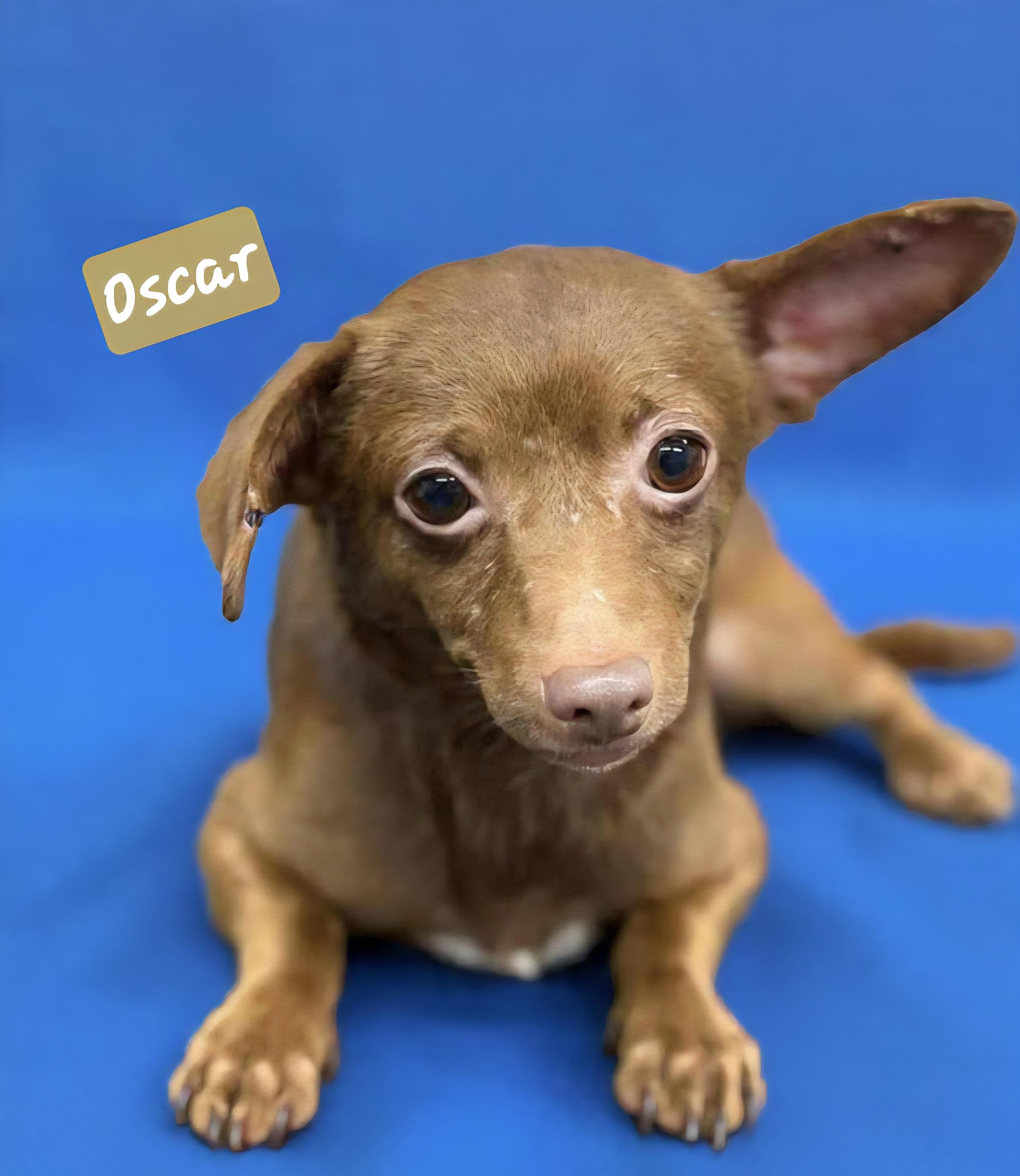 Enlarge Oscar and Meyer, a ADOPTABLE Chihuahua in Wheelersburg, OH image 3/4