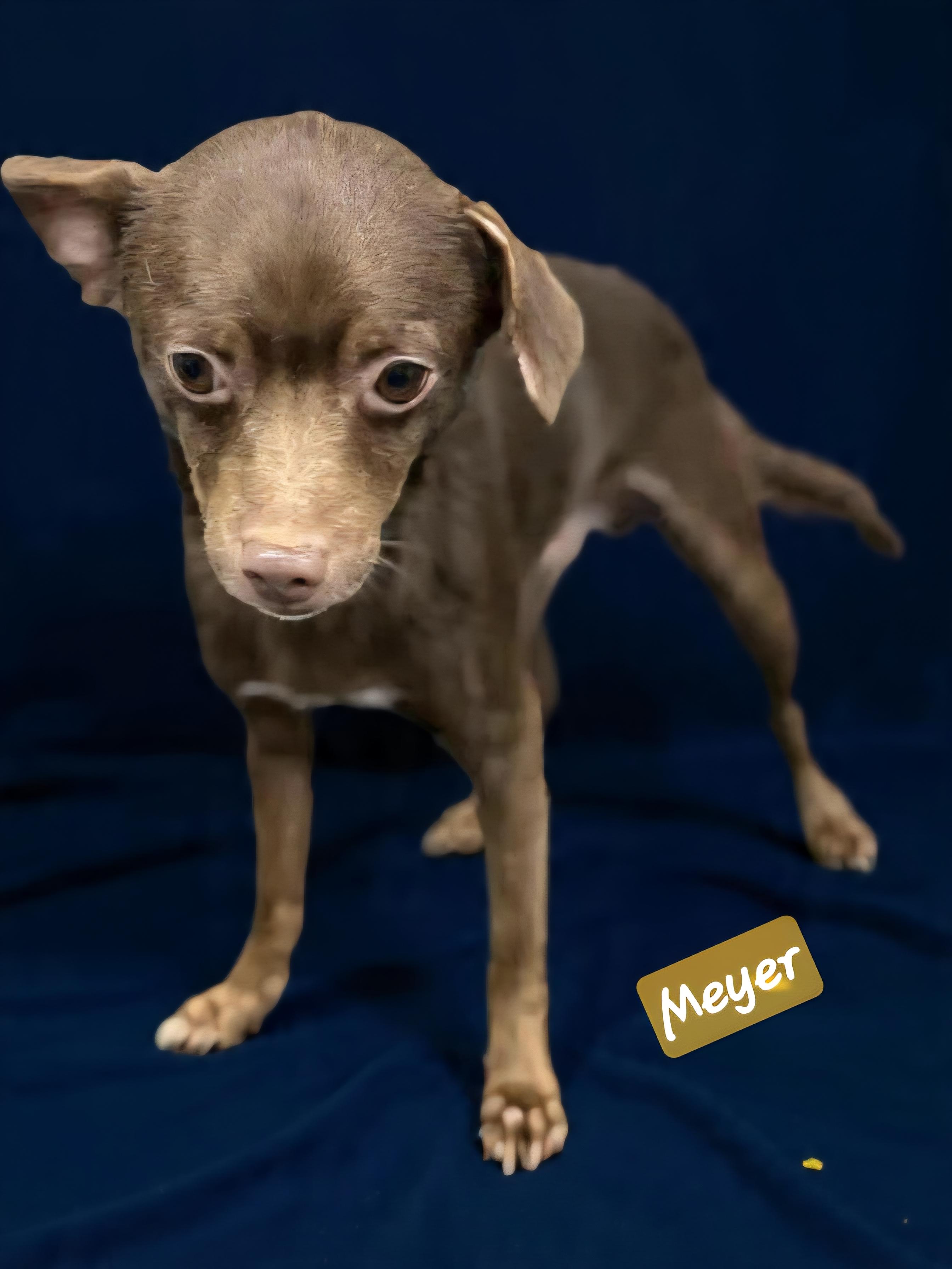 Enlarge Oscar and Meyer, a ADOPTABLE Chihuahua in Wheelersburg, OH image 4/4