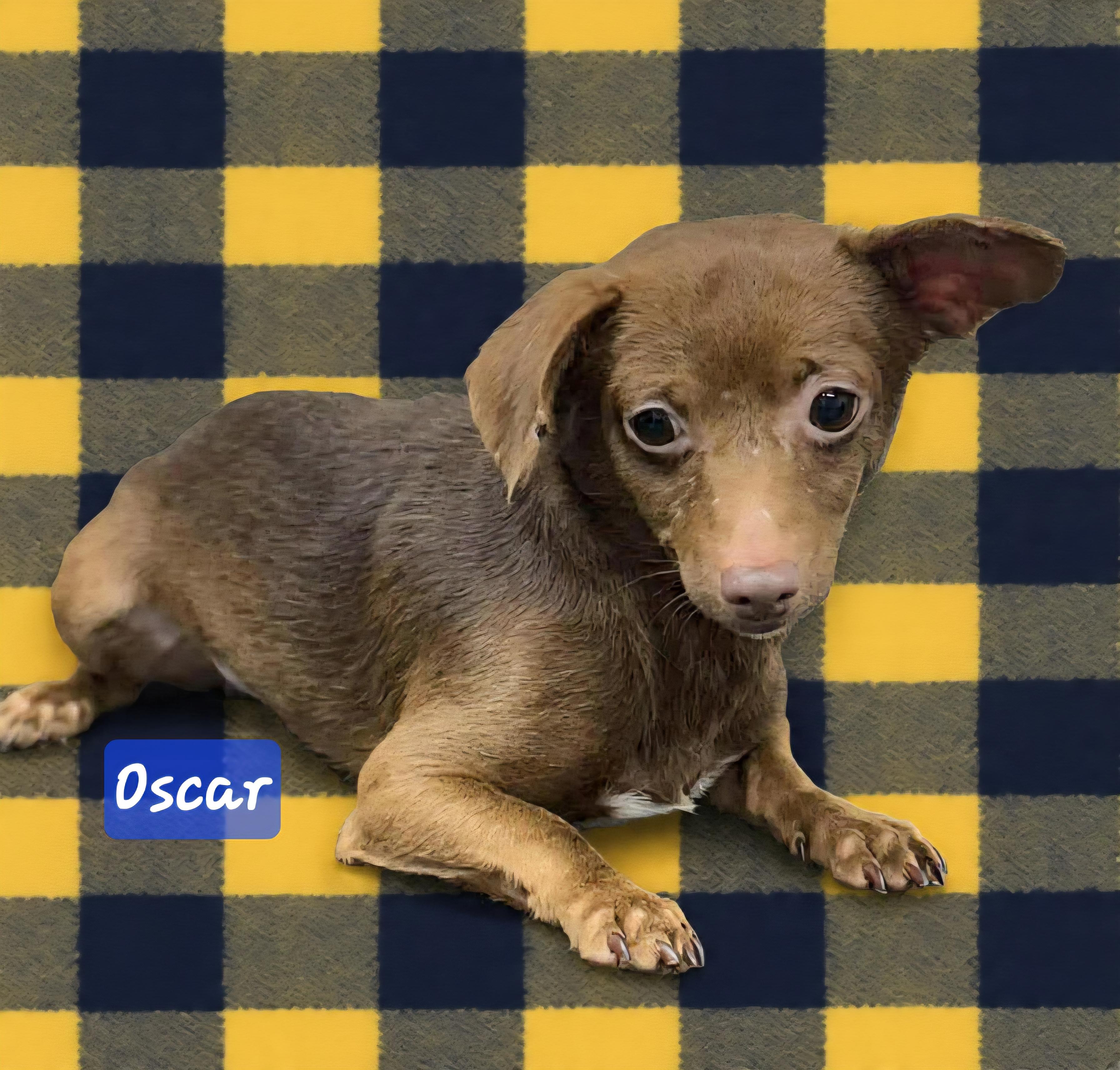 Oscar , ADOPTABLE, Adult Male Chihuahua.