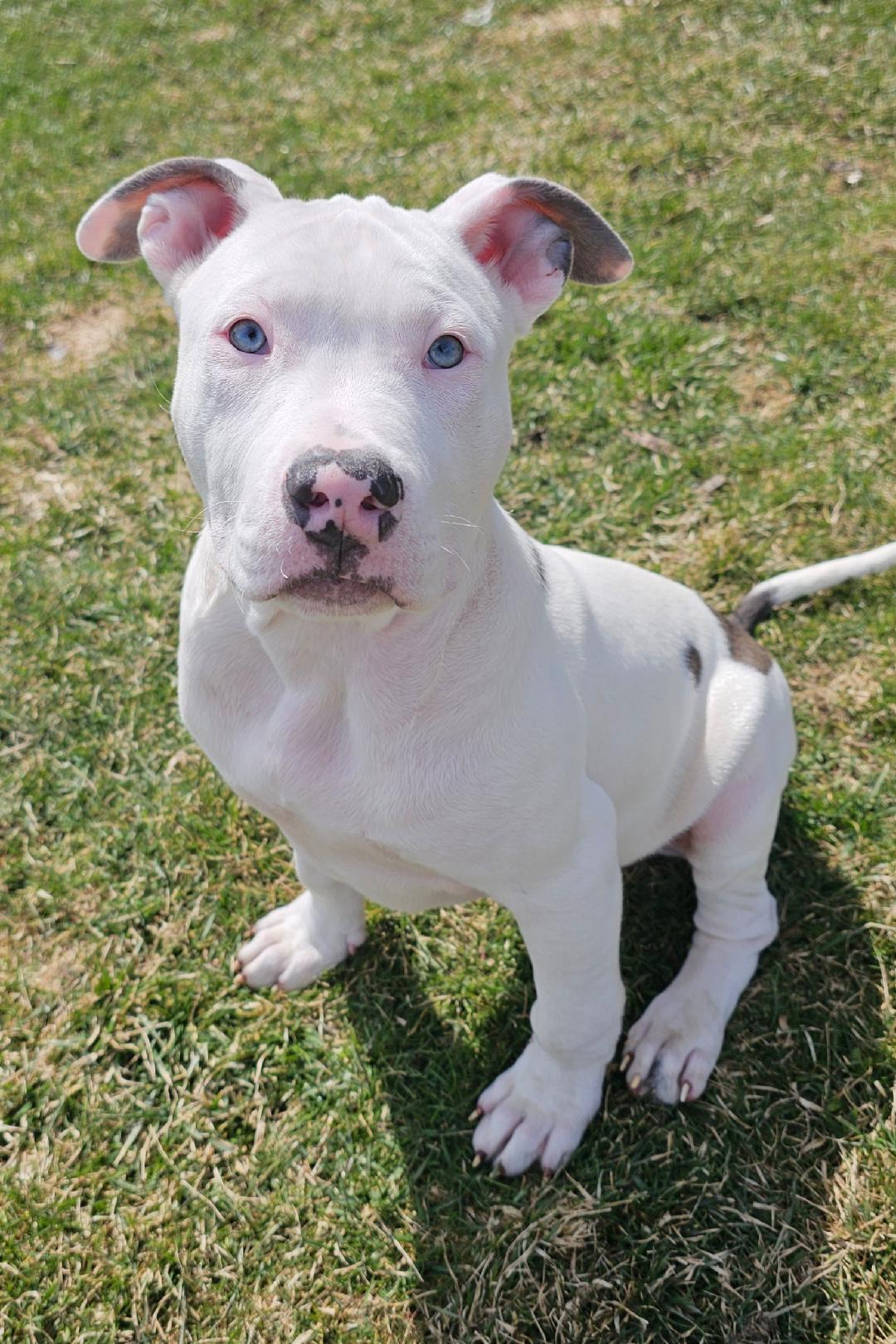 Enlarge Starsky, a ADOPTABLE mixed breed in Lapeer, MI image 4/6