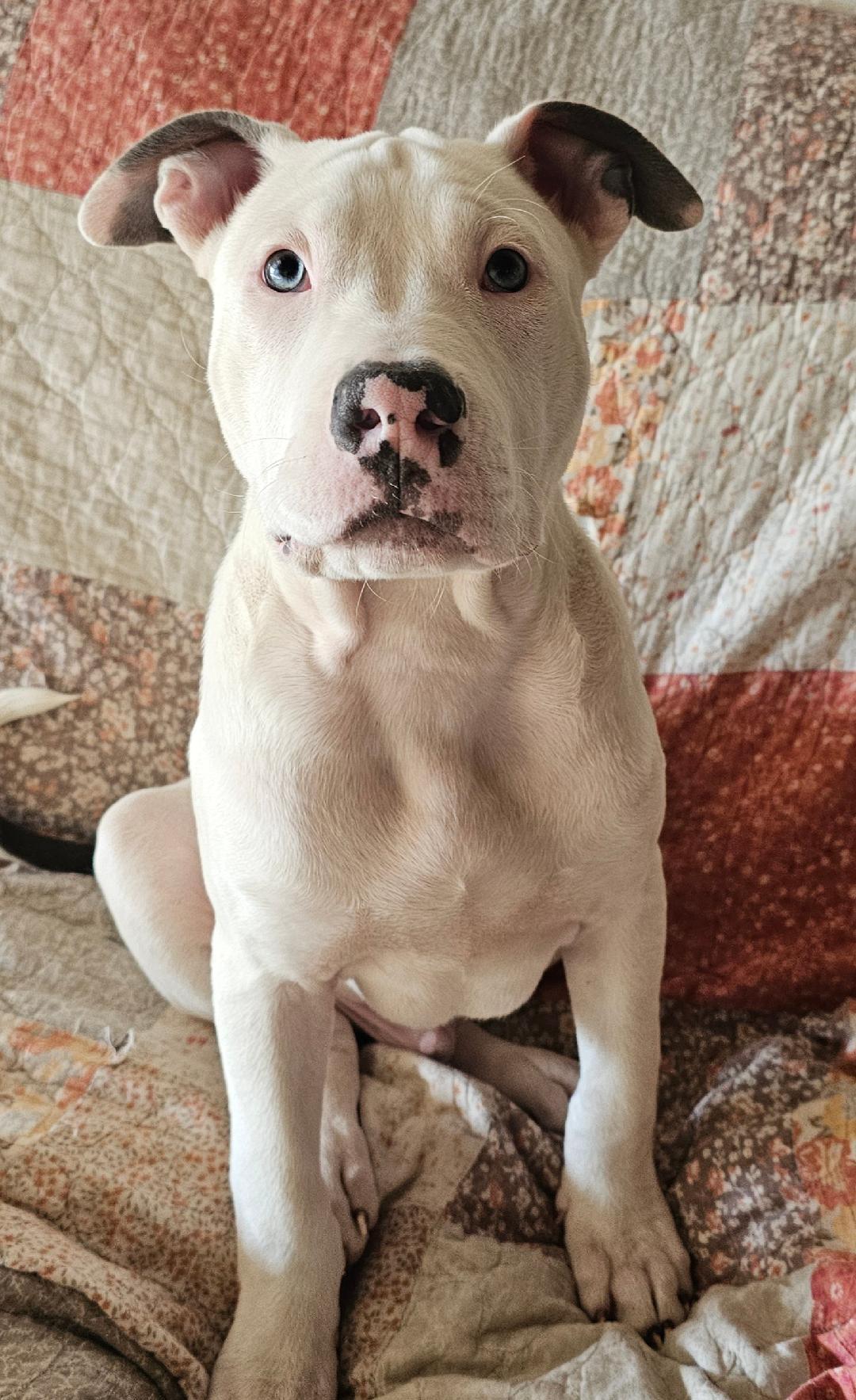 Enlarge Starsky, a ADOPTABLE mixed breed in Lapeer, MI image 5/6