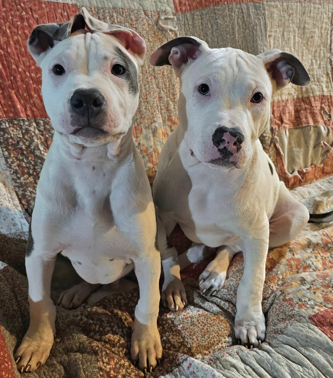 Enlarge Starsky, a ADOPTABLE mixed breed in Lapeer, MI image 6/6