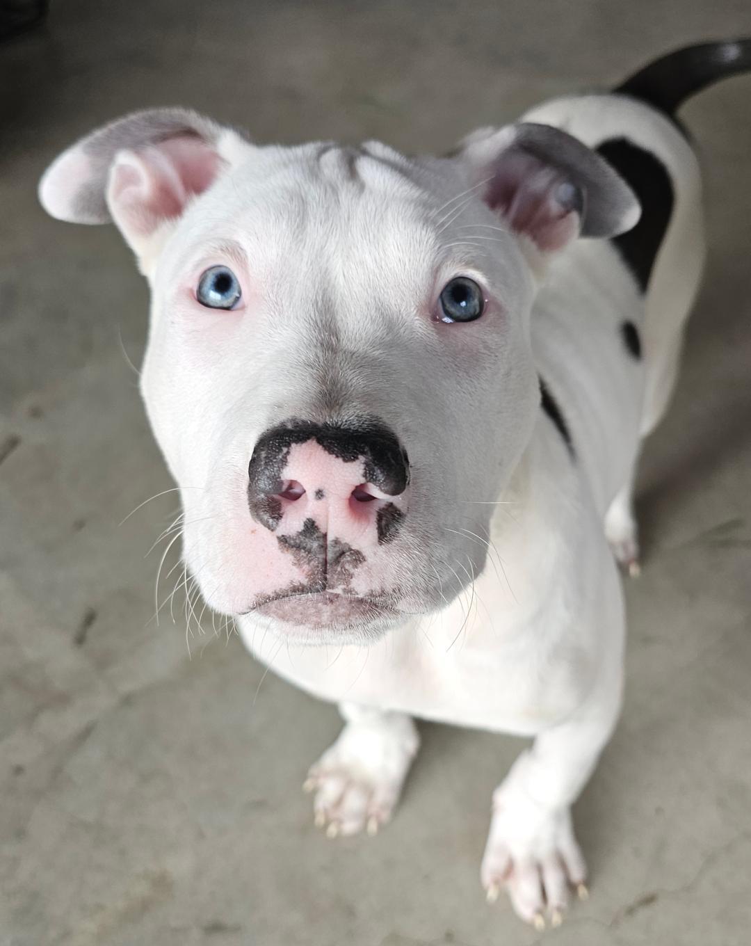 Enlarge Starsky, a ADOPTABLE mixed breed in Lapeer, MI image 2/6