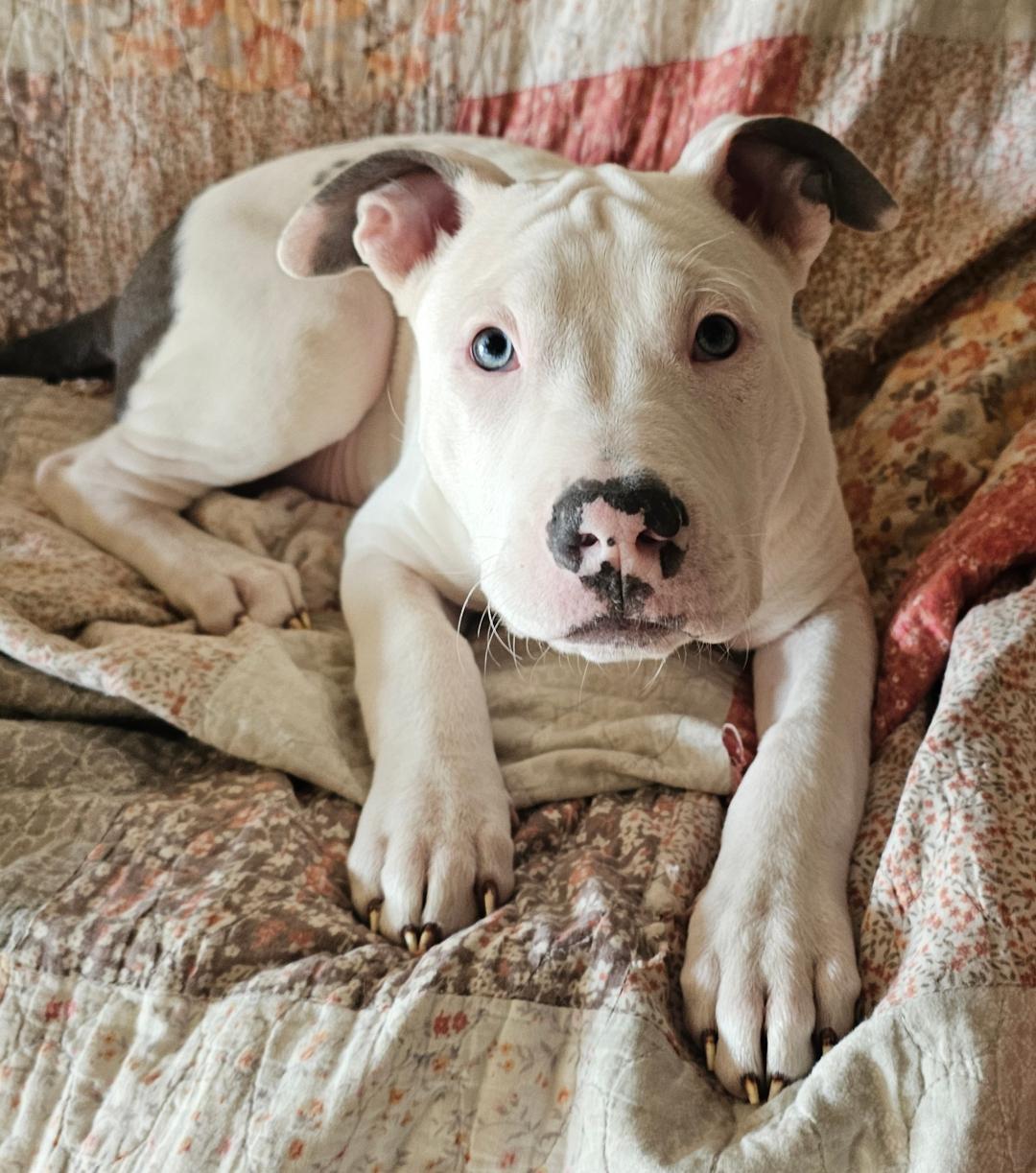 Starsky, ADOPTABLE, Puppy Male American Bulldog & Staffordshire Bull Terrier.