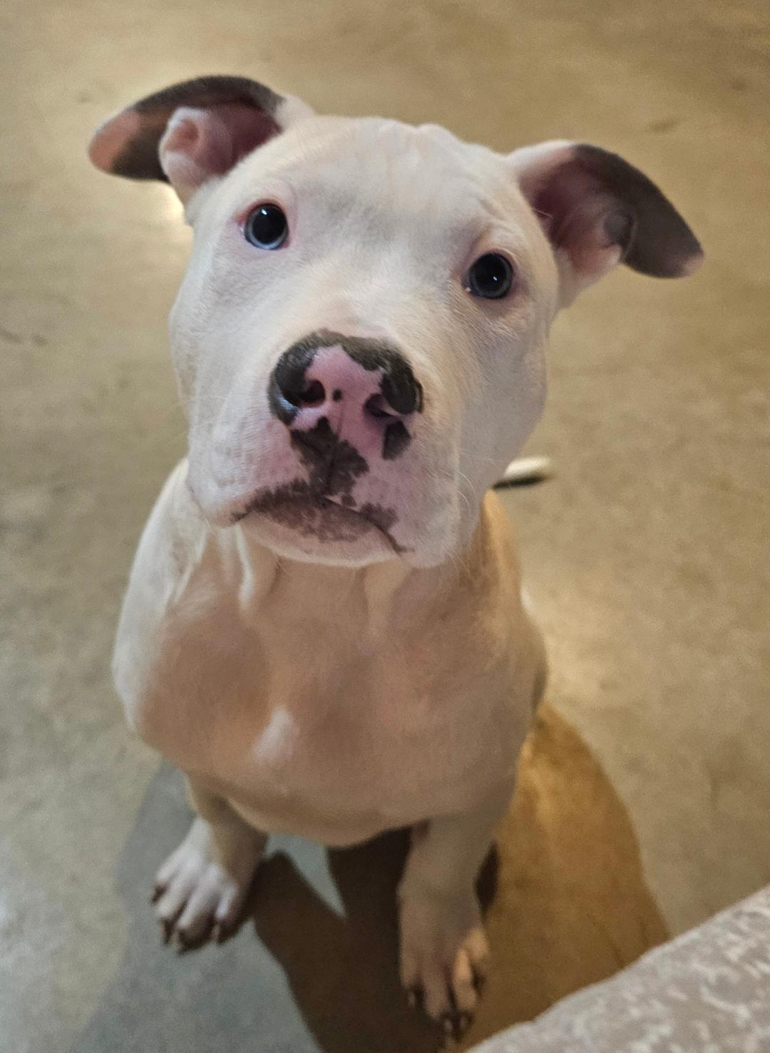 Enlarge Starsky, a ADOPTABLE mixed breed in Lapeer, MI image 3/6