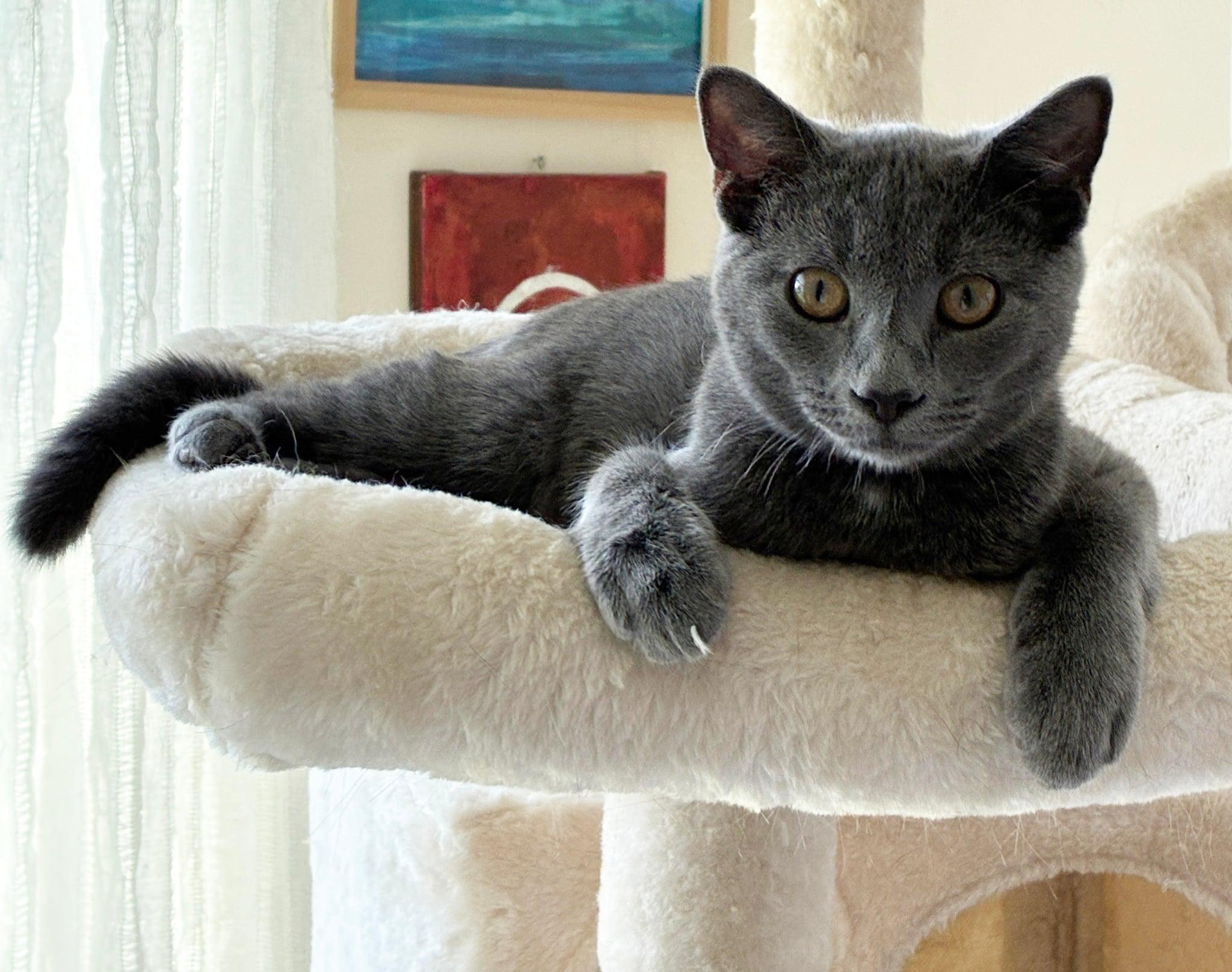 Enlarge Ashe, an adopted mixed breed in Charlotte, NC image 4/4