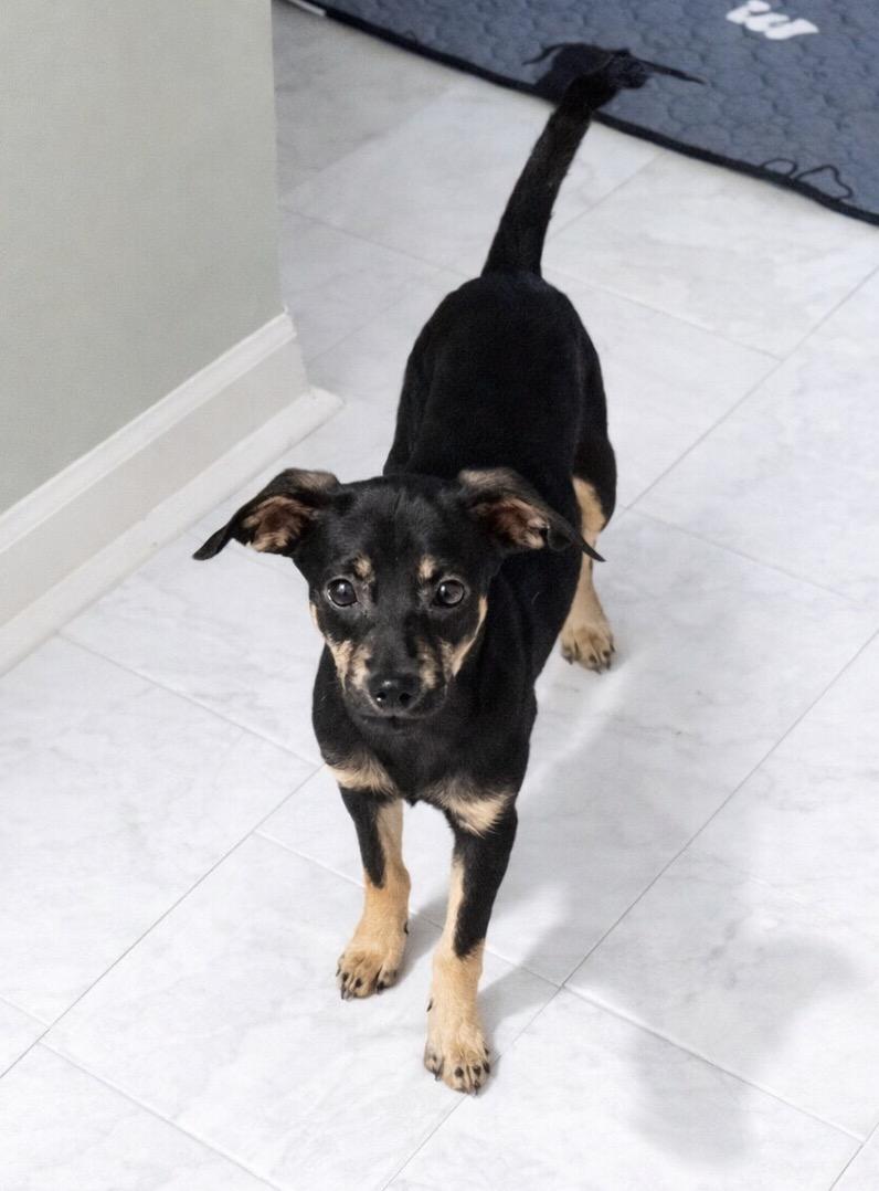 Holly, an adopted mixed breed in Scottsburg, IN image 2/3