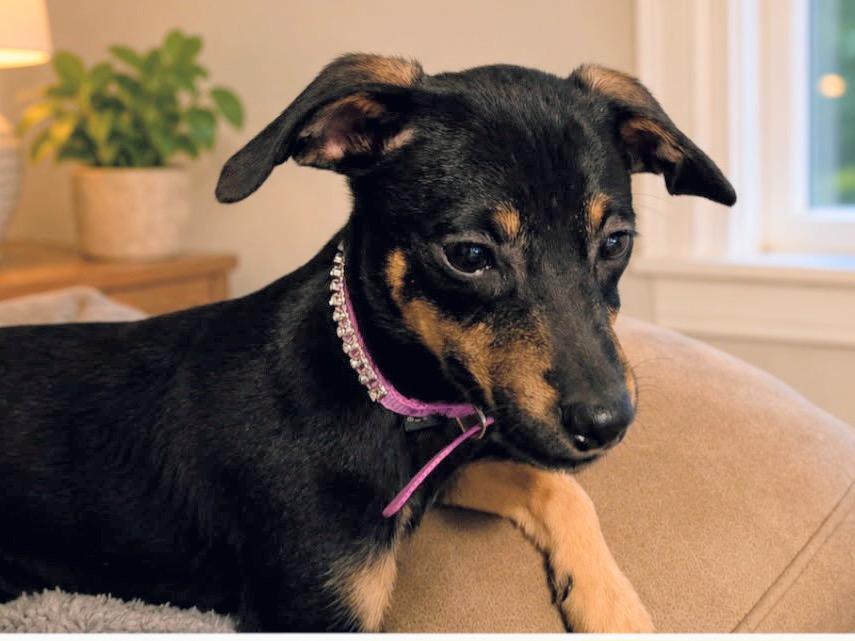 Holly, an adopted mixed breed in Scottsburg, IN image 1/3