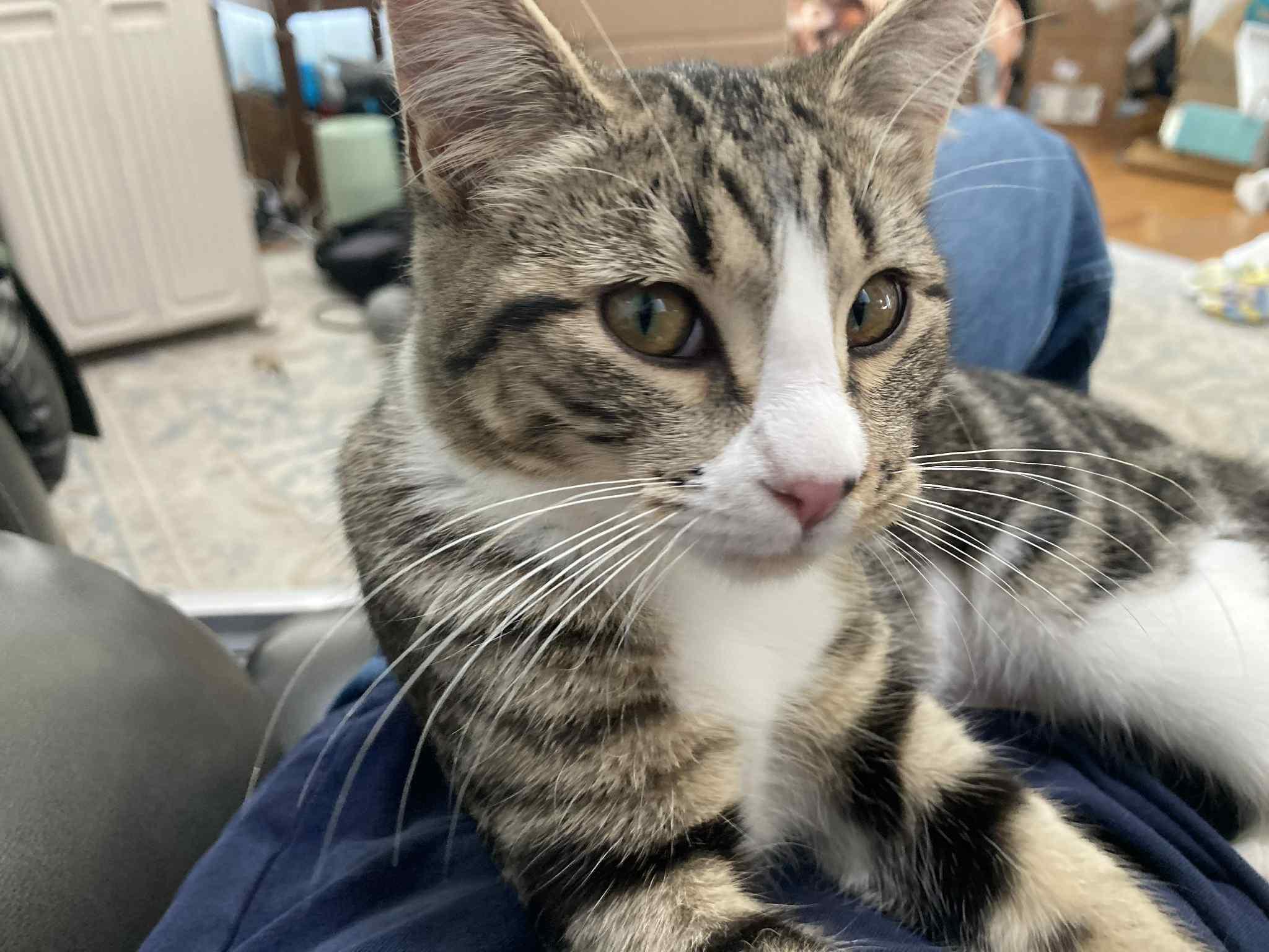 Piper, an adoptable Domestic Short Hair in Price, UT, 84501 | Photo Image 3