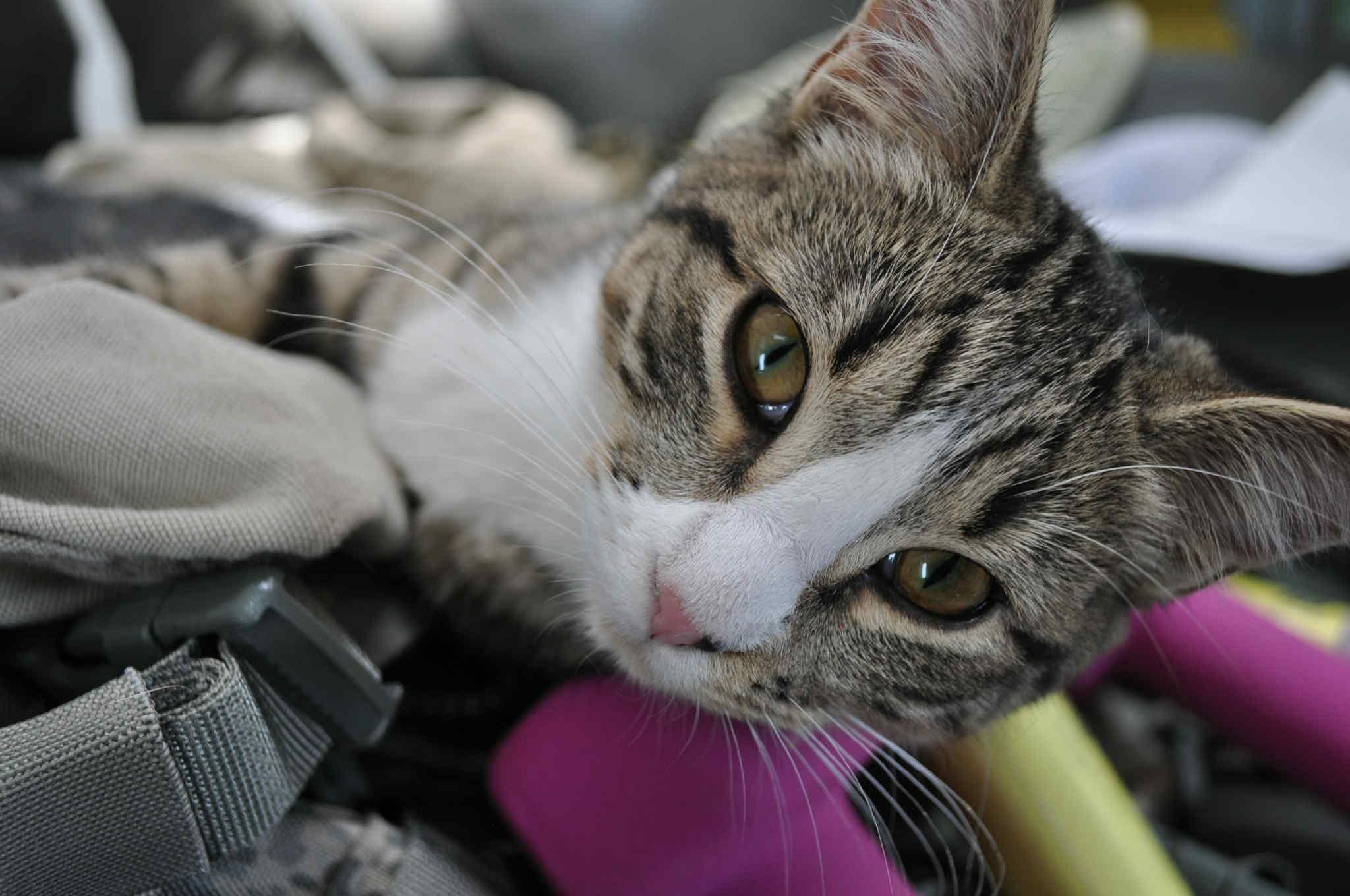 Piper, an adoptable Domestic Short Hair in Price, UT, 84501 | Photo Image 2