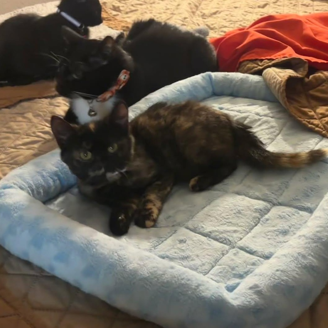 Enlarge Agatha, a Adoptable Domestic Short Hair in Concord, CA image 4/4