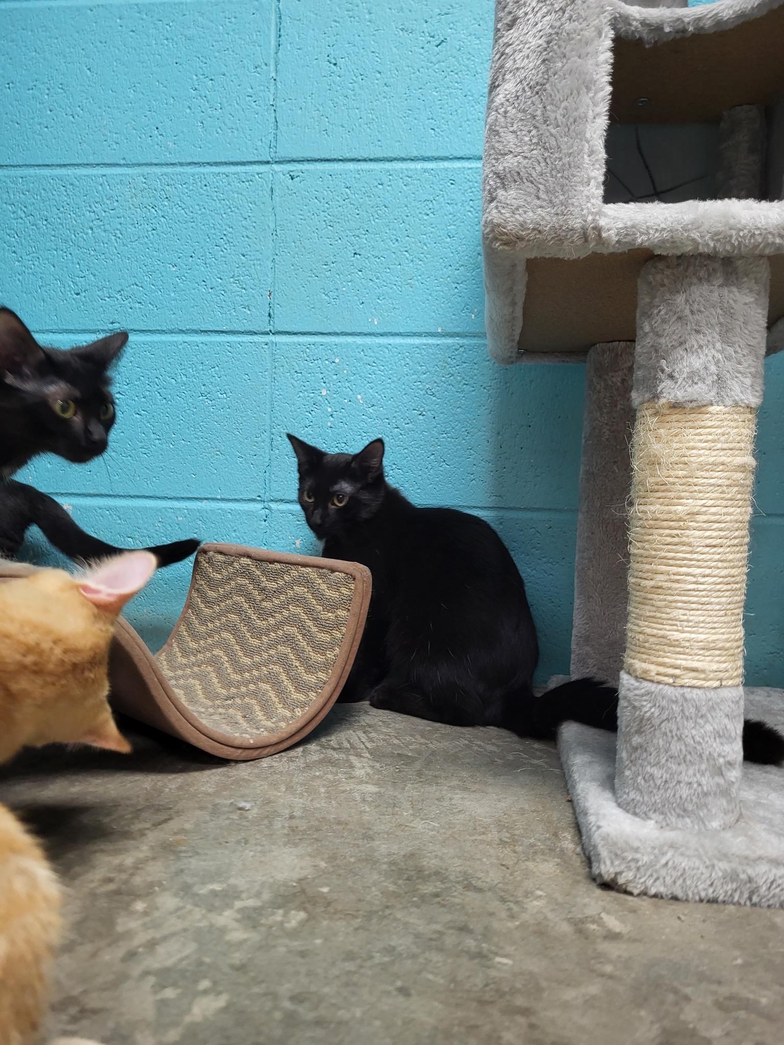 Tabasco, Adoptable, Young Female Domestic Short Hair.