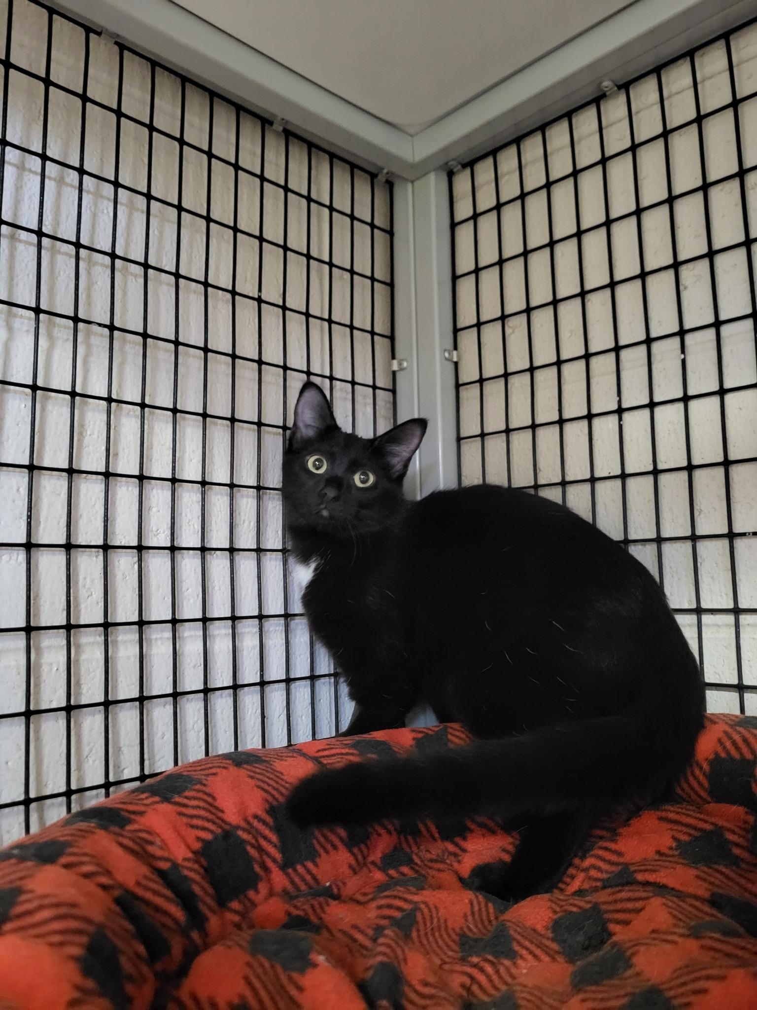 Enlarge Tabasco, a Adoptable Domestic Short Hair in Chilton, WI image 2/4