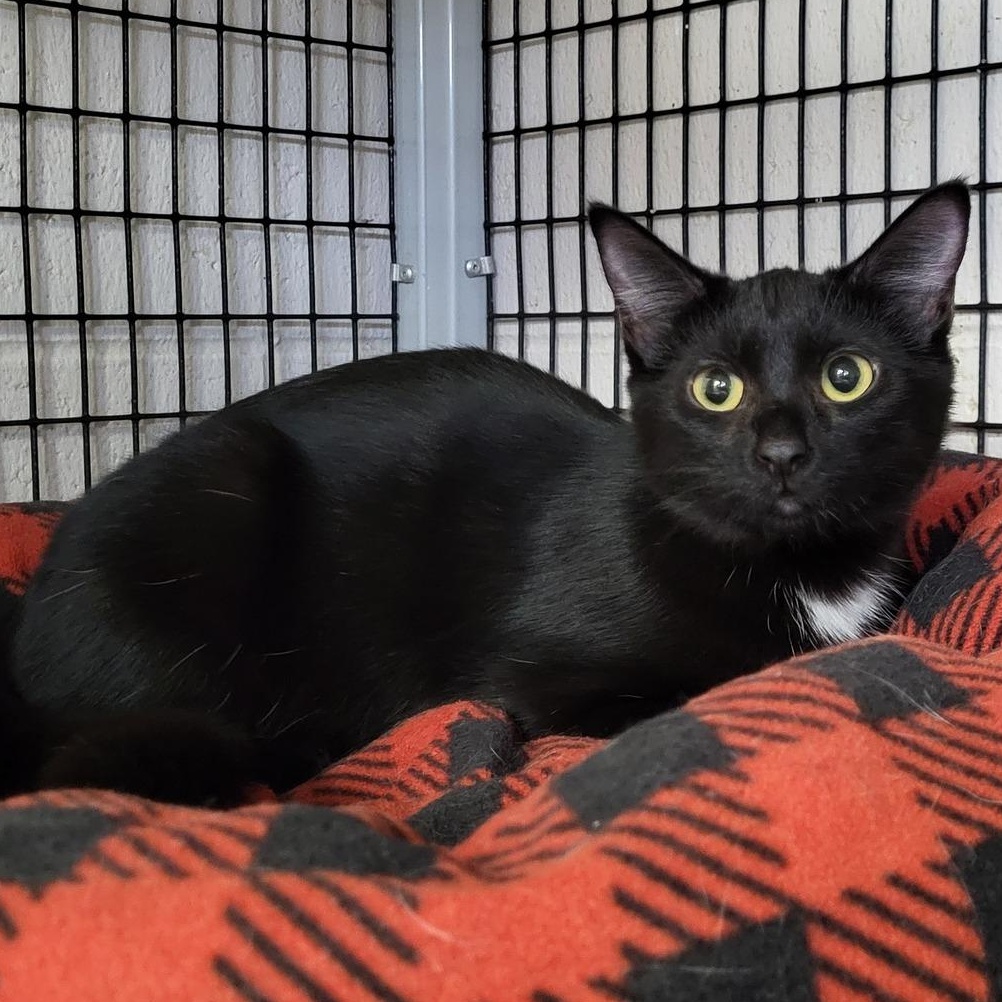 Enlarge Tabasco, a Adoptable Domestic Short Hair in Chilton, WI image 3/4