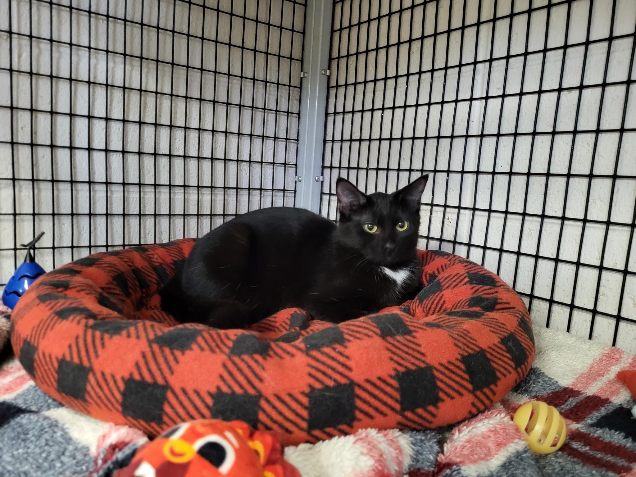 Enlarge Tabasco, a Adoptable Domestic Short Hair in Chilton, WI image 4/4