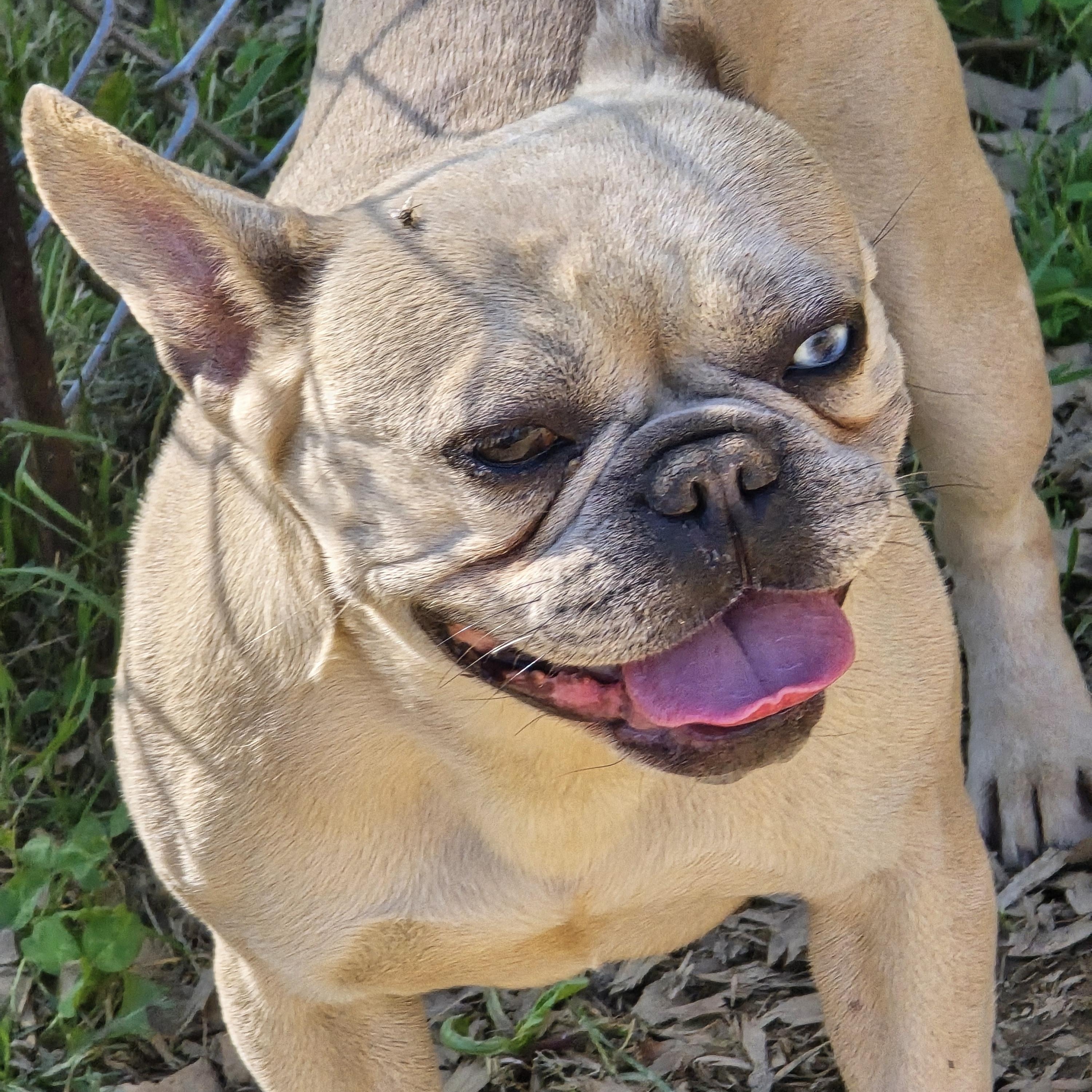 Enlarge Sage, a ADOPTABLE French Bulldog in Zaleski, OH image 1/2