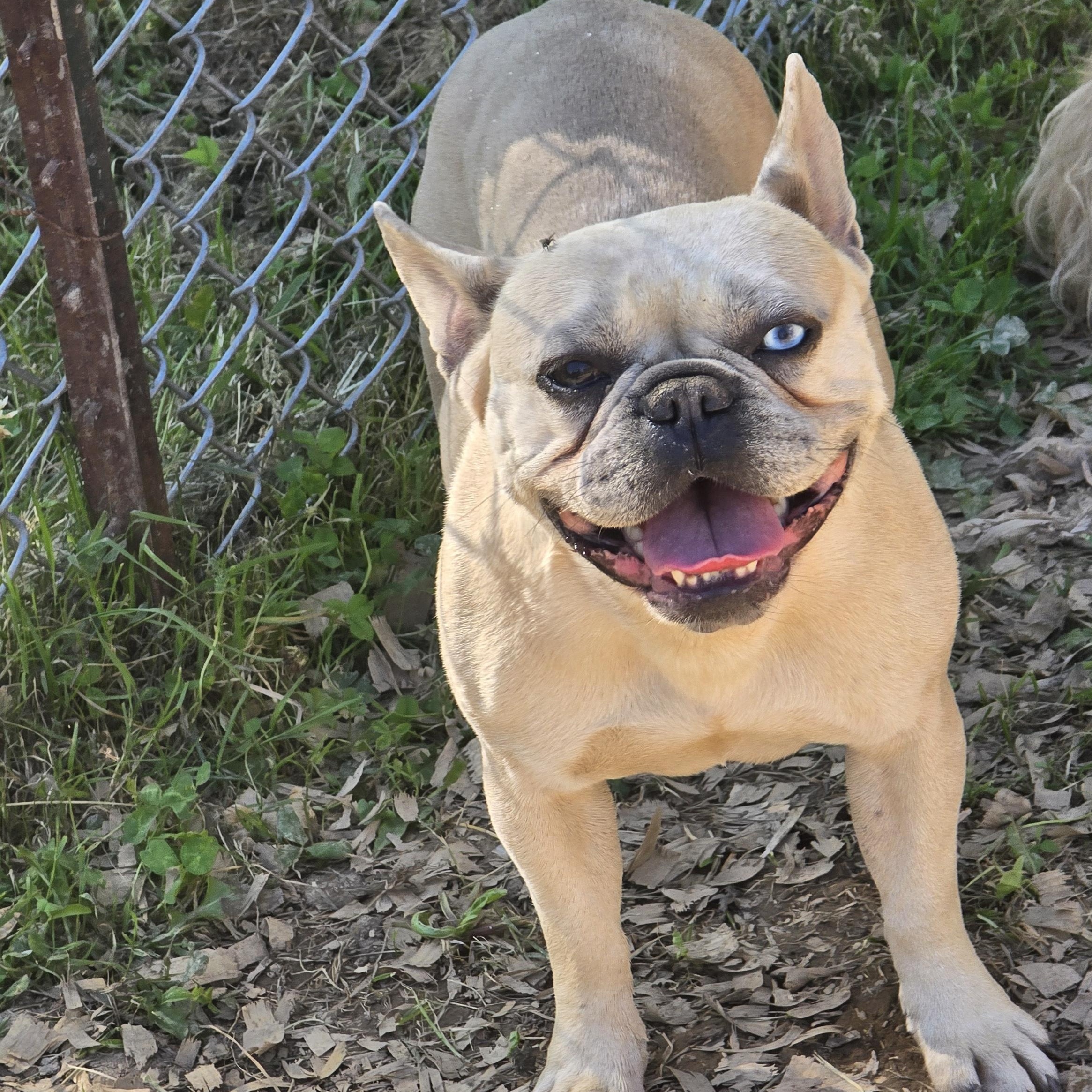 Enlarge Sage, a ADOPTABLE French Bulldog in Zaleski, OH image 2/2