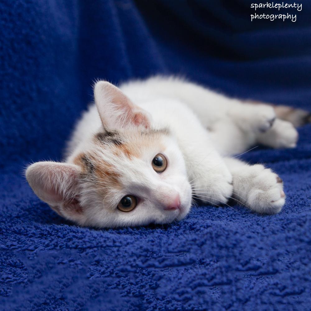 Enlarge Luisa, an adopted Domestic Short Hair in Ridgefield, CT image 1/2