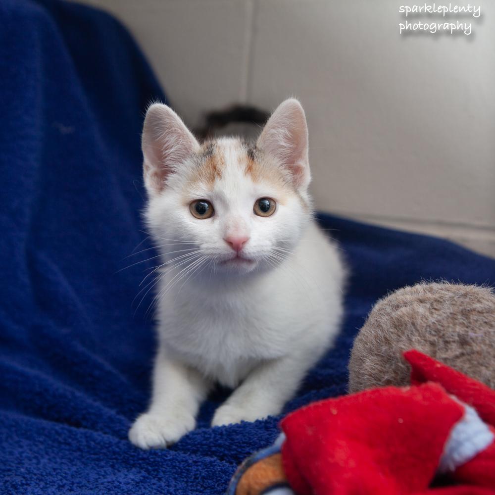 Enlarge Luisa, an adopted Domestic Short Hair in Ridgefield, CT image 2/2