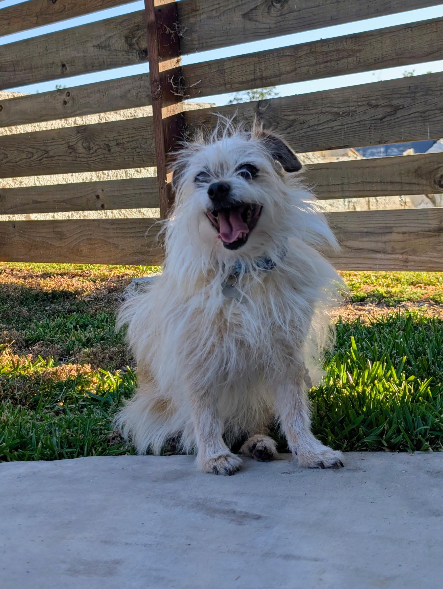 Chiquita, ADOPTABLE, Senior Female Chihuahua.